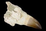 Fossil Rooted Mosasaur (Prognathodon) Tooth - Morocco #163922-1